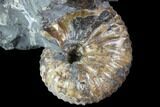 Hoploscaphites Ammonite With Clam, Gastropod, Baculite - Wyoming #86216-1
